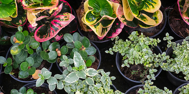 planten voor in de tuin beplanting